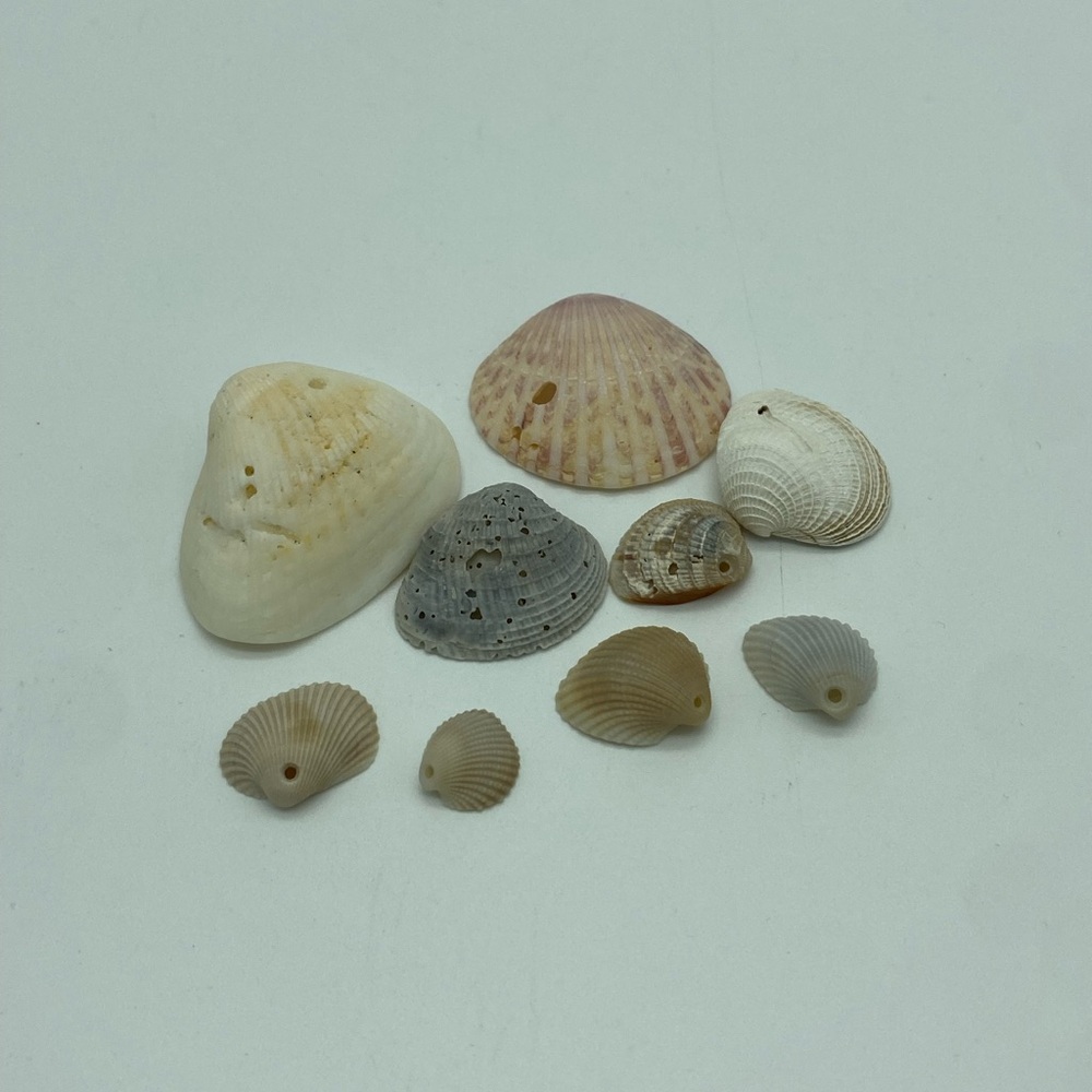 🔥5 for $20🔥Lot of 9 Near Perfect Whole Beach Collected Seashells Jewelry Ready